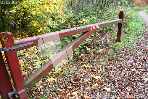 Image of Autumn forest