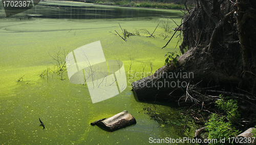 Image of Swan