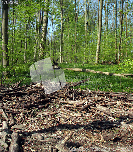 Image of Green forest