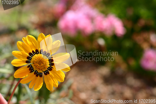 Image of Plants and flowers from corsica