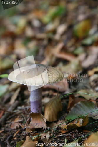 Image of MUSHROOM