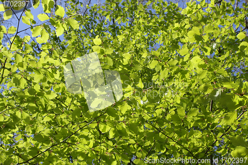 Image of Green leaves