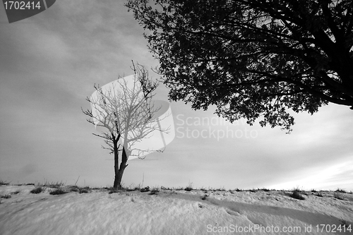 Image of lonely tree