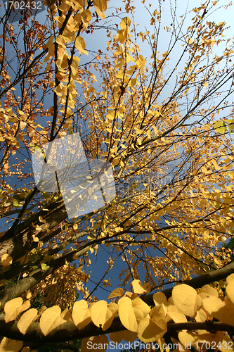 Image of branches