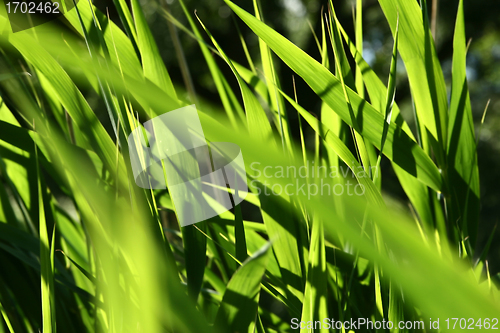 Image of spring