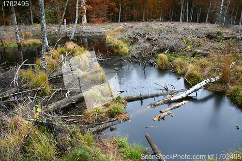 Image of Autumn forest