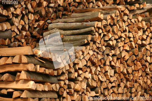 Image of tree trunk