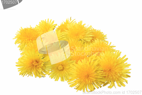 Image of yellow flowers