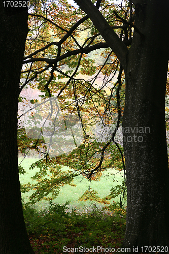 Image of trees and forest