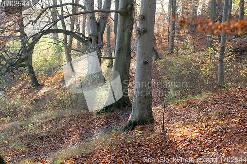 Image of danish landscape01