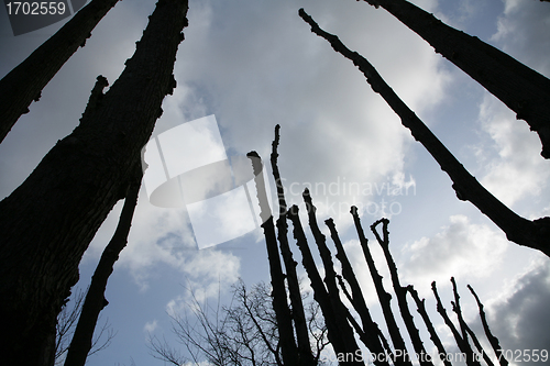 Image of Silhouette of tree at sunset