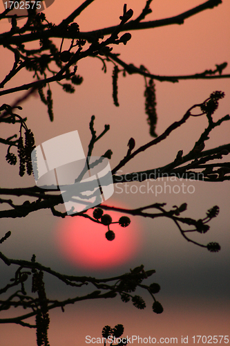 Image of branches morning