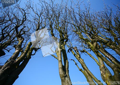 Image of naked trees