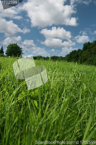 Image of Spring grass