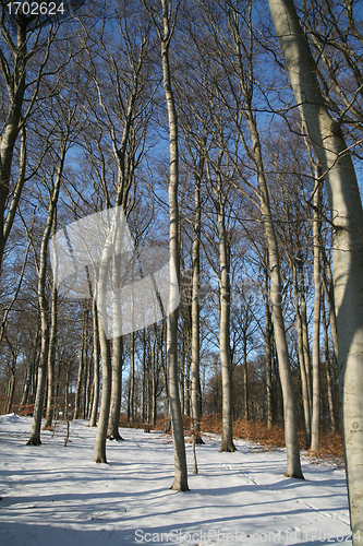 Image of winter in denmark