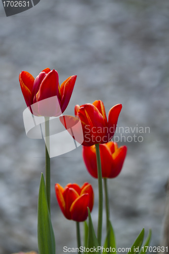 Image of Tulips