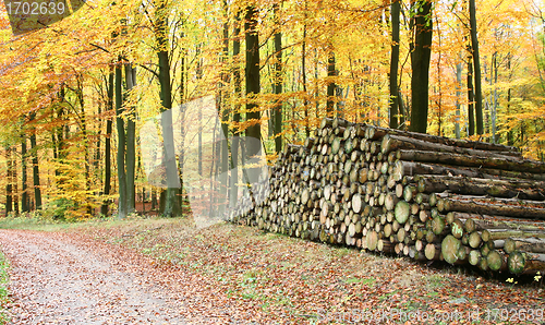 Image of Autumn forest