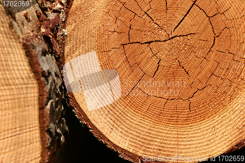 Image of tree trunk