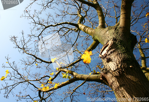 Image of lonely tree