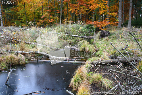 Image of Autumn forest