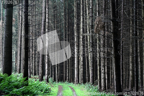 Image of trees and forest