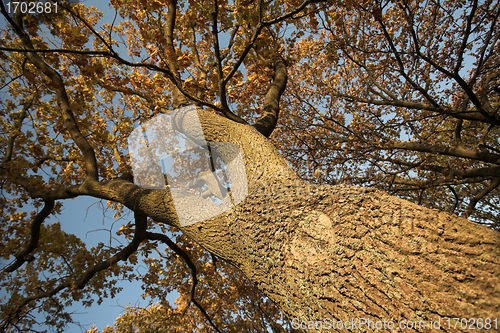 Image of tree