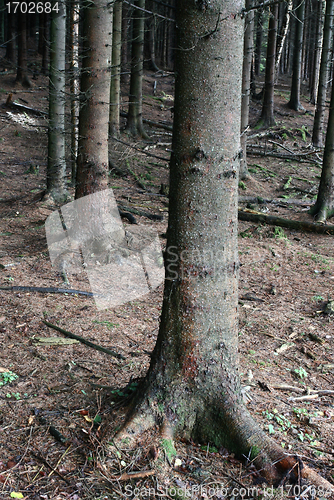 Image of tree trunk
