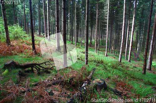 Image of trees and forest