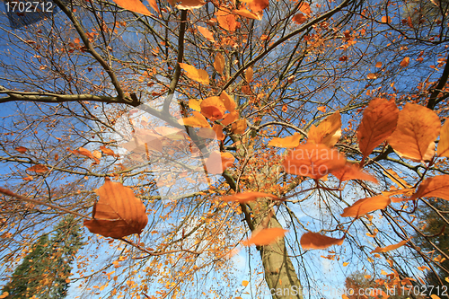 Image of Autumn forest 