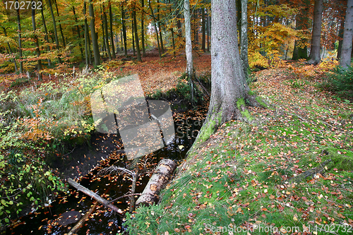 Image of Autumn forest