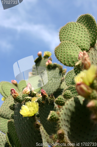 Image of Plants and flowers from corsica