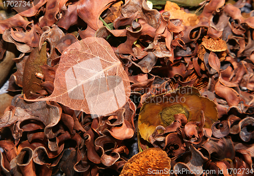 Image of  leaves