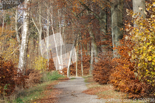 Image of Autumn forest