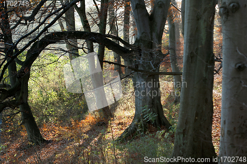 Image of danish landscape01