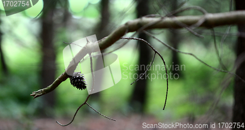 Image of autumn leaves