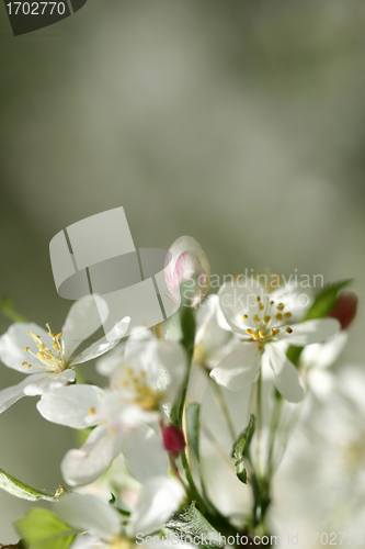 Image of spring