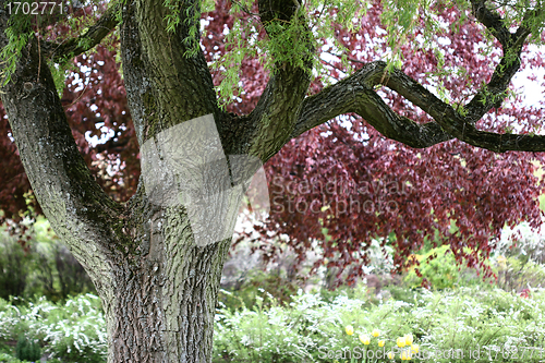 Image of trees and forest