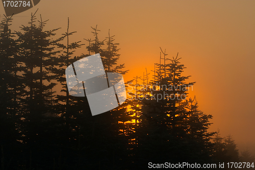 Image of branches morning