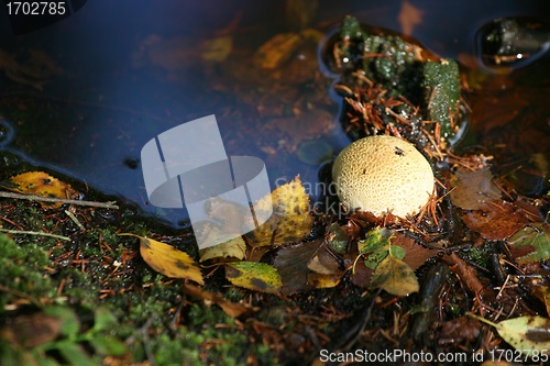 Image of MUSHROOM