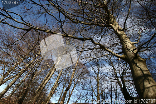 Image of trees and forest