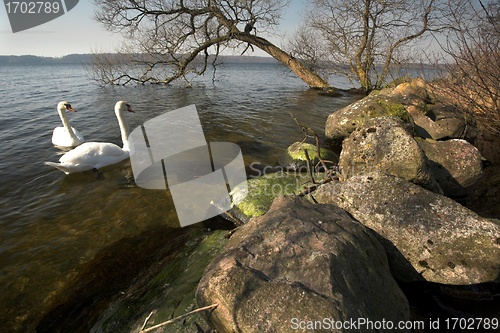 Image of swan