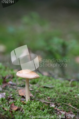 Image of MUSHROOM