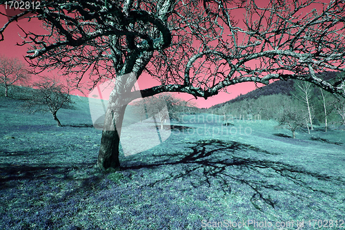 Image of Creative photo of a tree