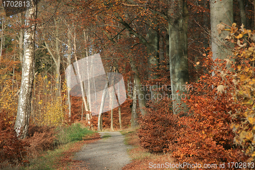 Image of Autumn forest