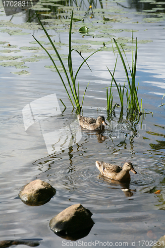 Image of lake stones ducks