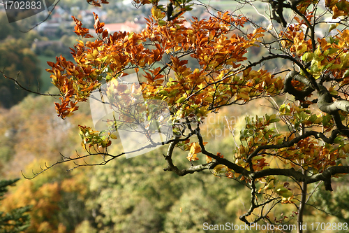 Image of trees and forest