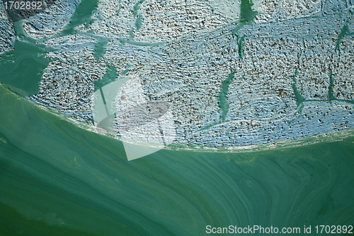 Image of Blue-green algae