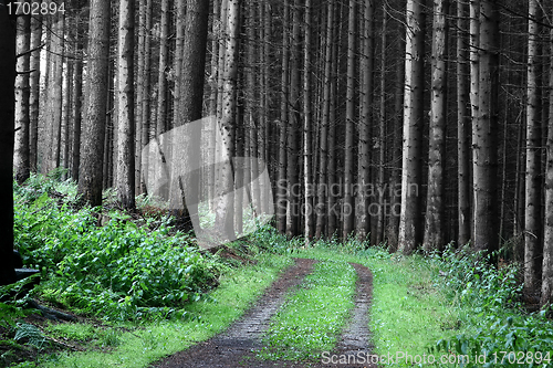 Image of trees and forest