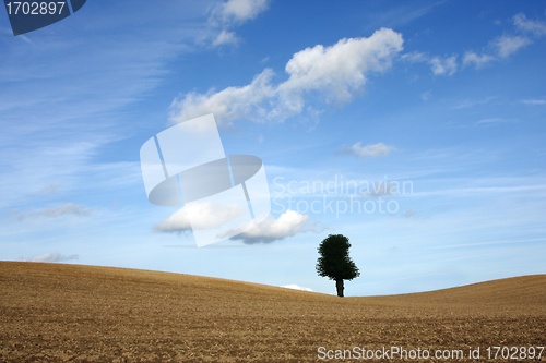 Image of tree