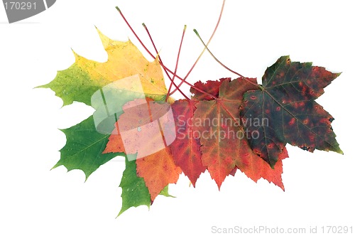 Image of Fall leafs